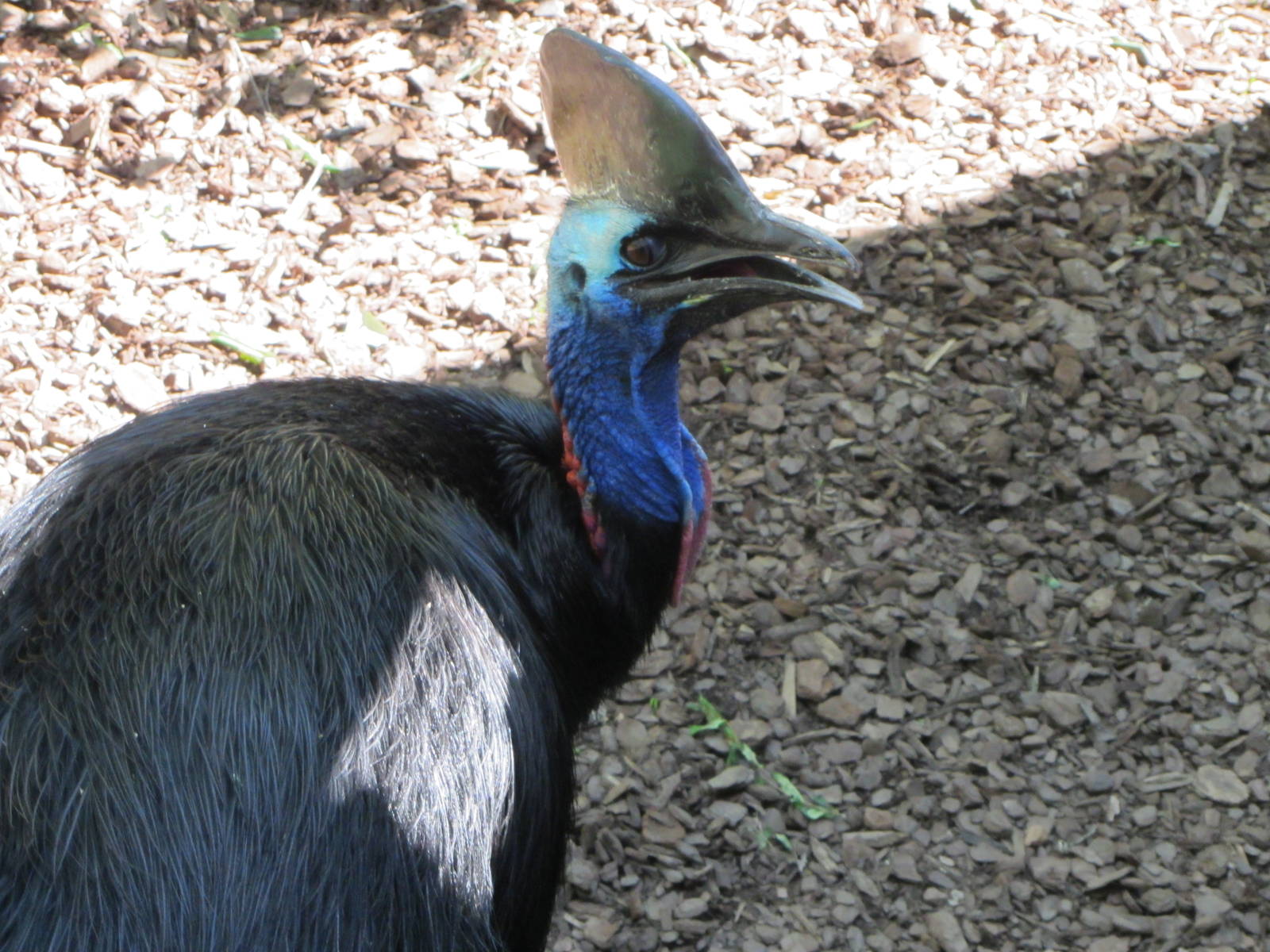 Southern Cassowary