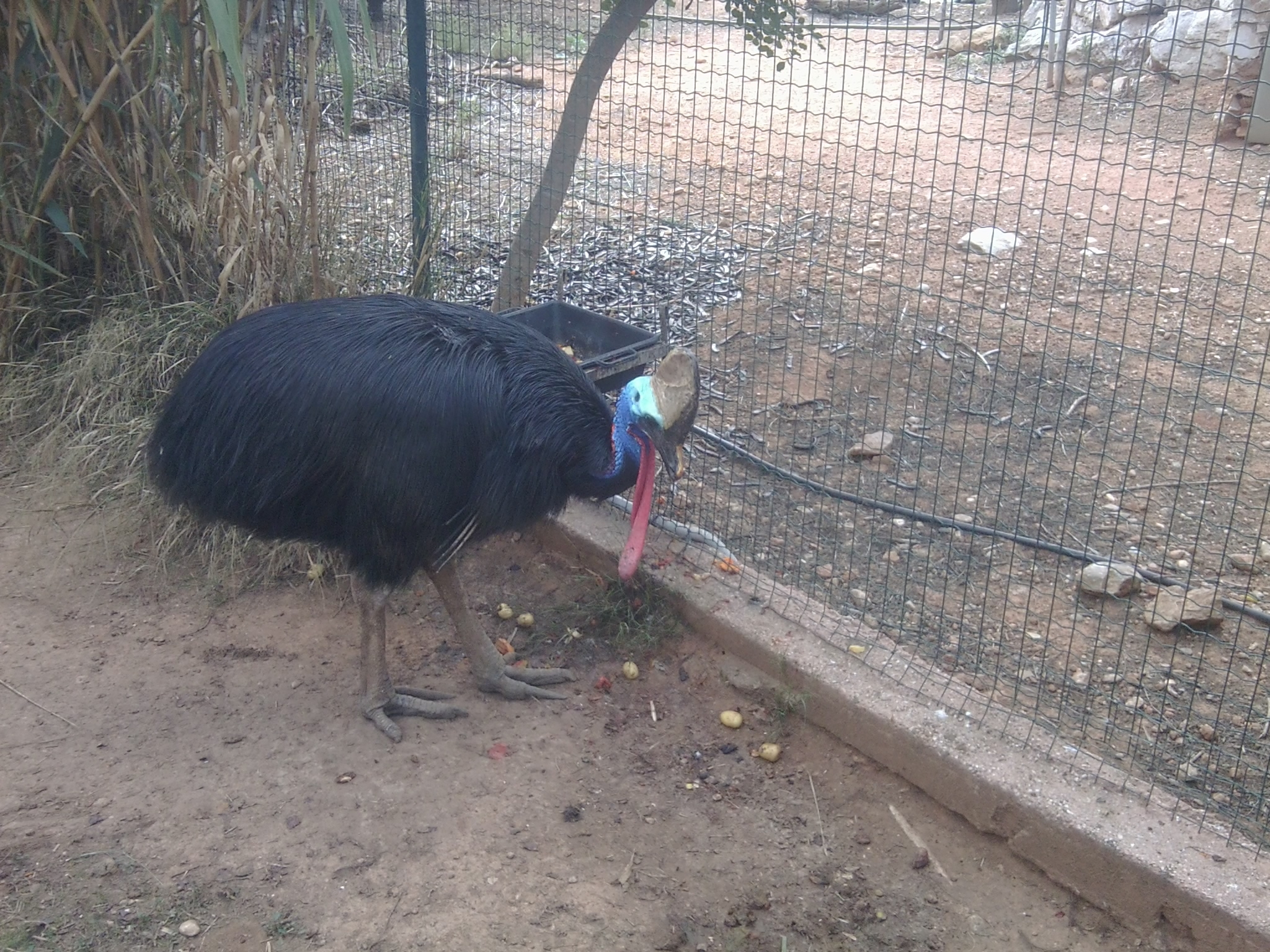 Southern cassowary