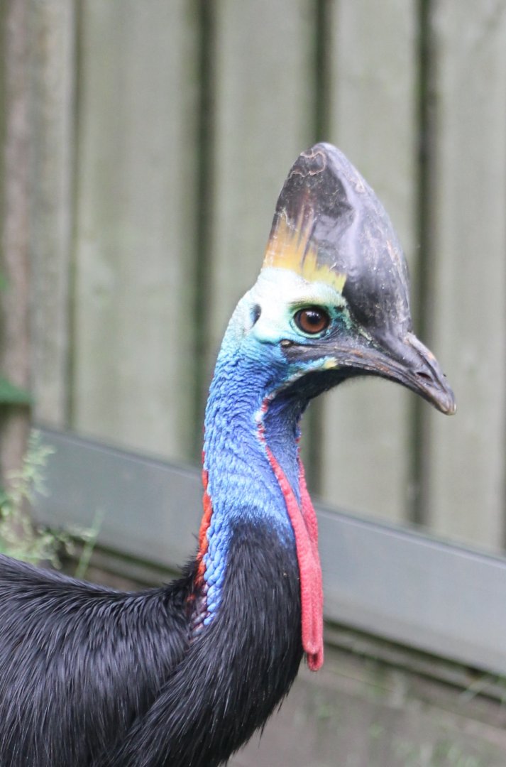 Southern cassowary