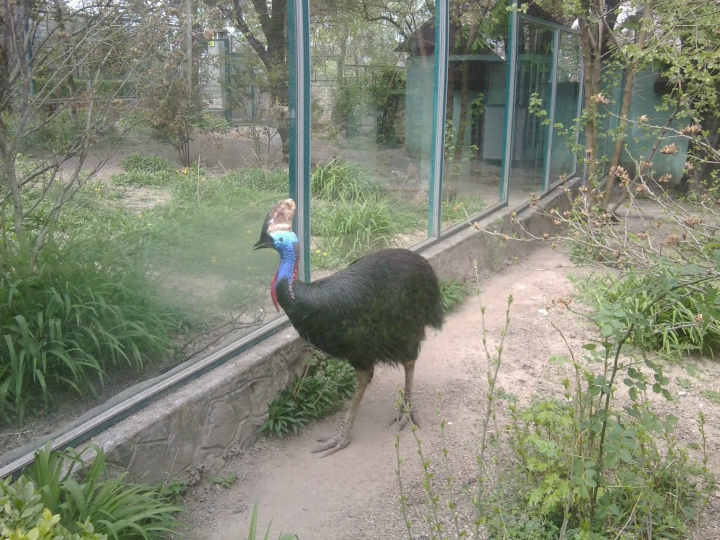 Southern cassowary