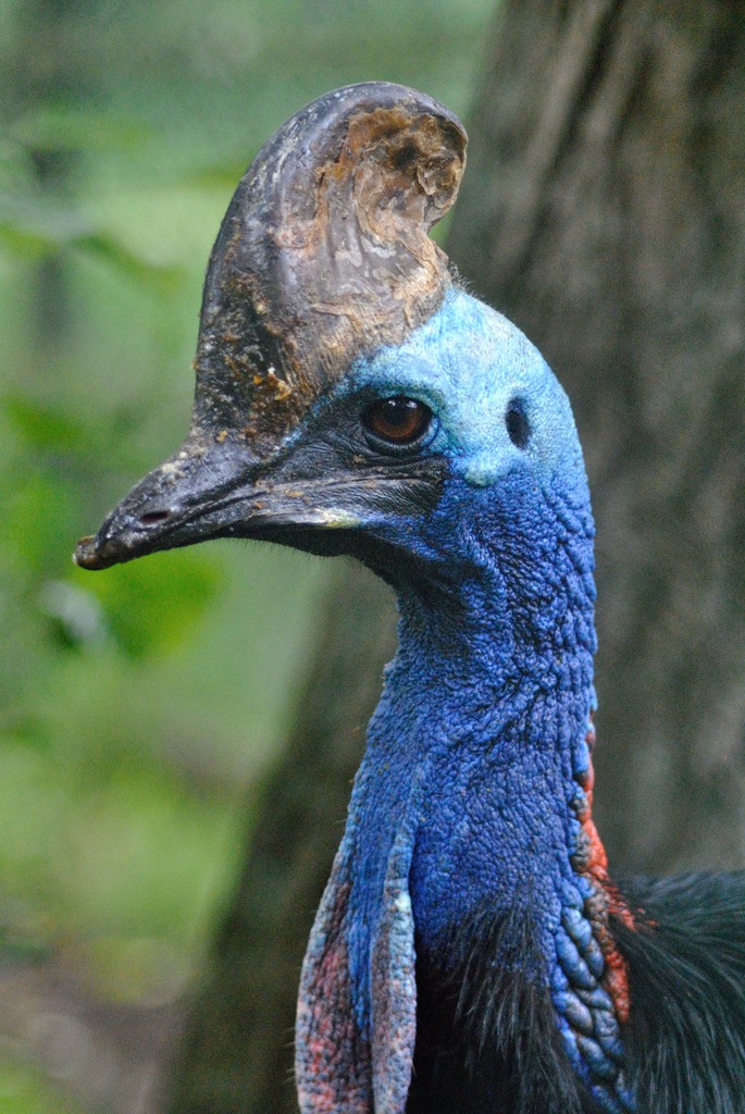 Southern cassowary