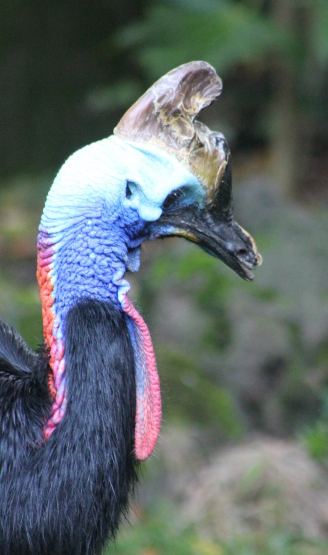 Southern cassowary