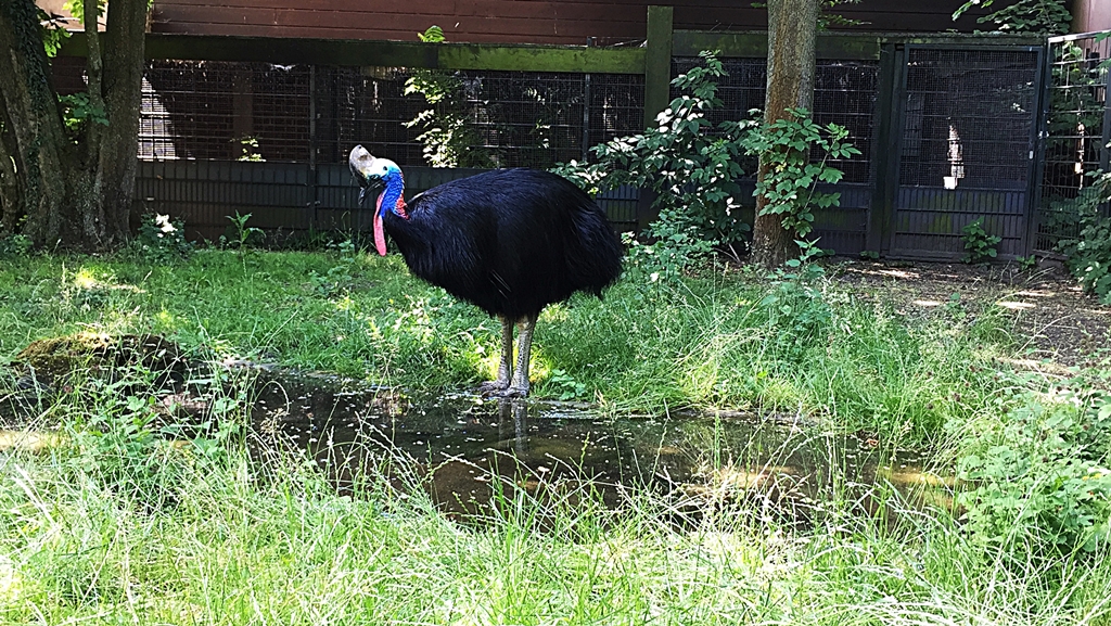 Southern cassowary
