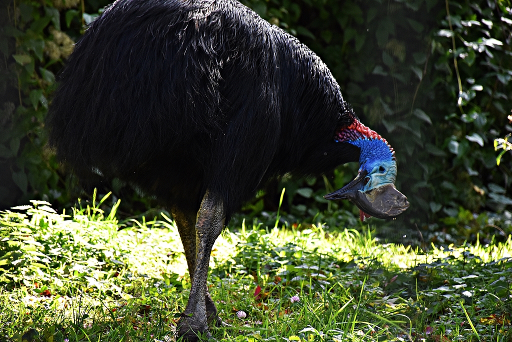 Southern cassowary