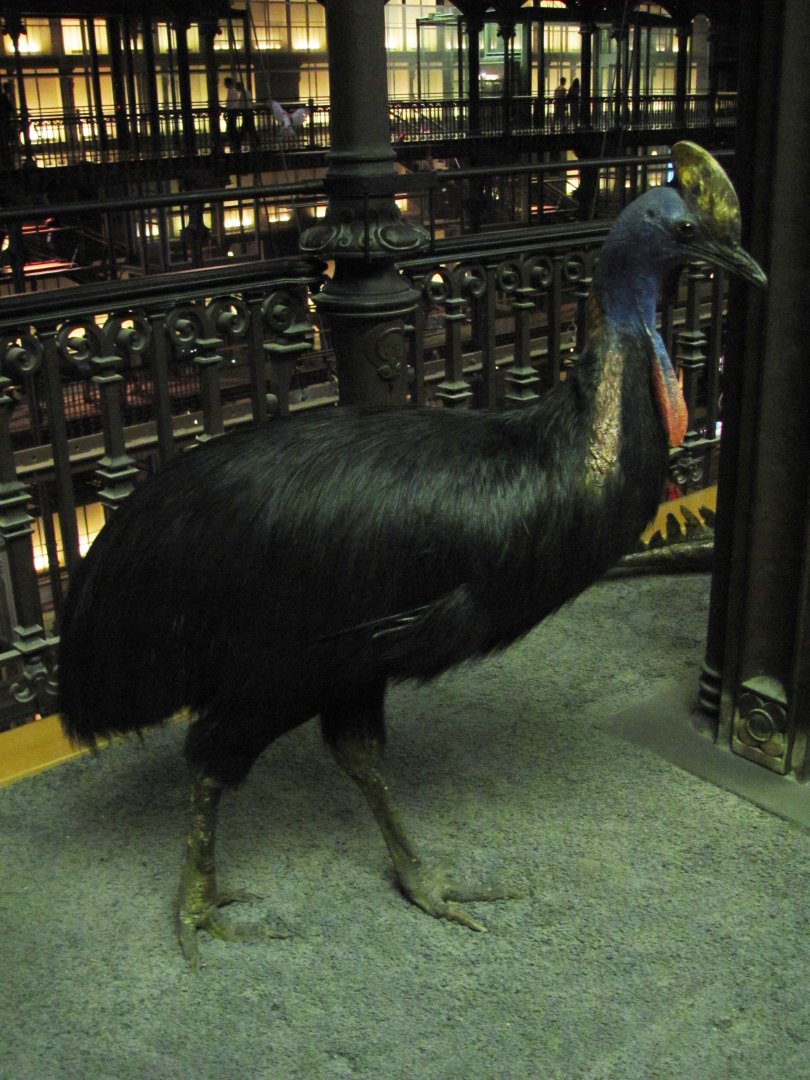 Southern Cassowary