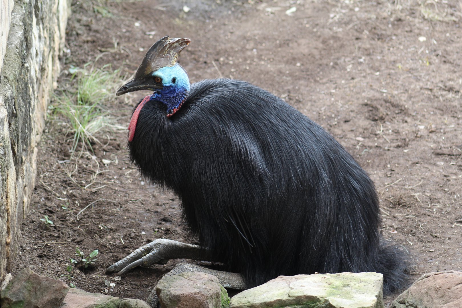 Southern Cassowary