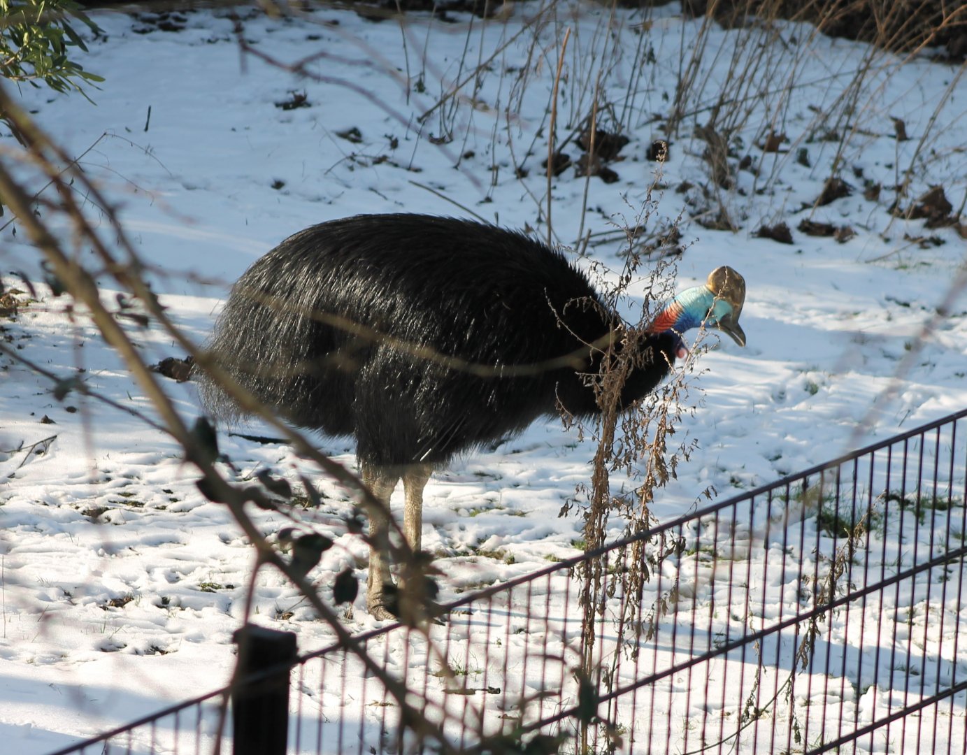 Southern cassowary