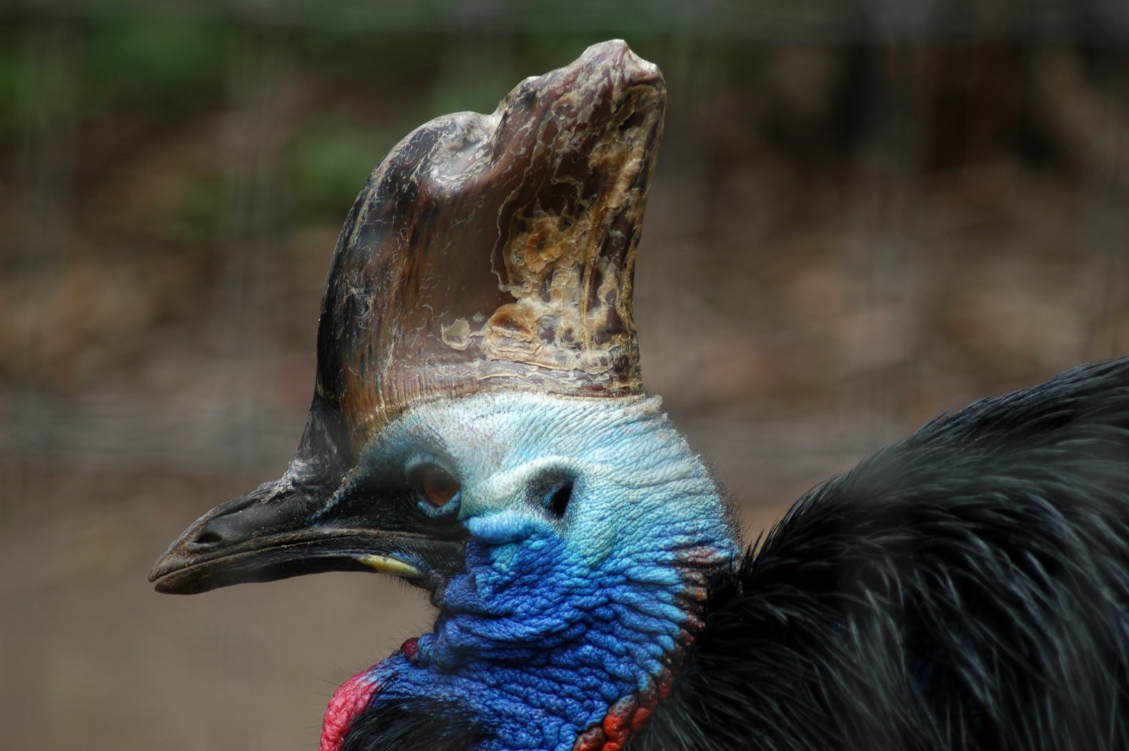 Southern Cassowary