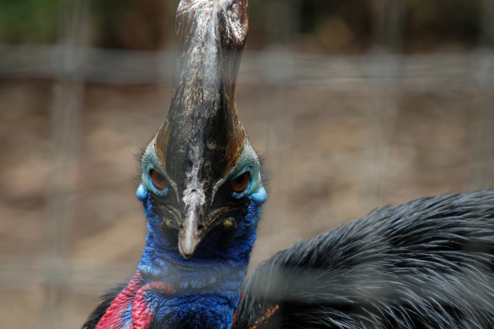Southern Cassowary