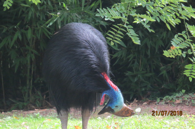 Southern Cassowary
