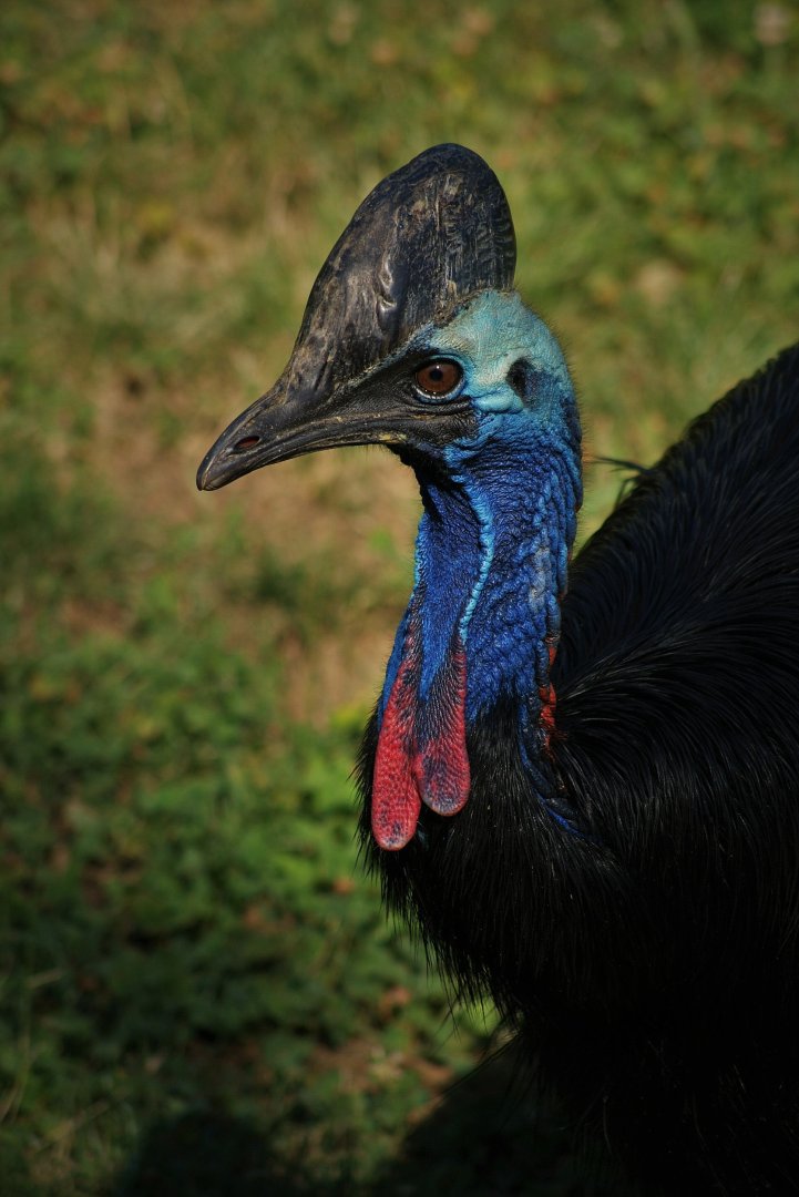 Southern cassowary
