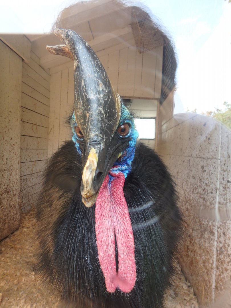 Southern Cassowary