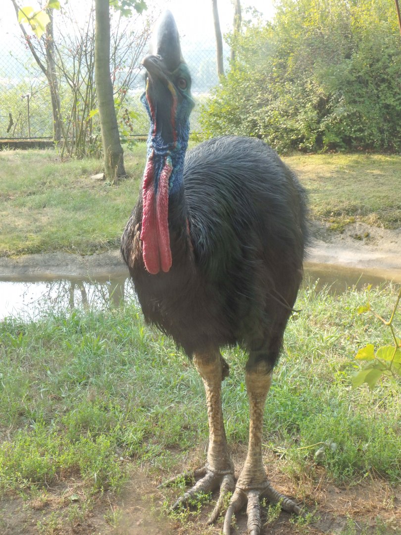 Southern cassowary