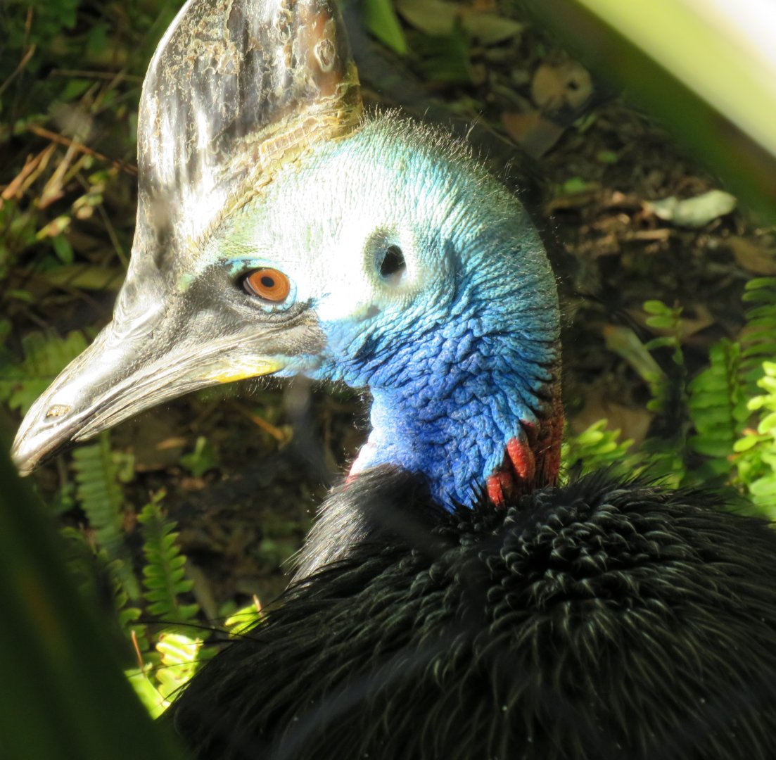 Southern cassowary