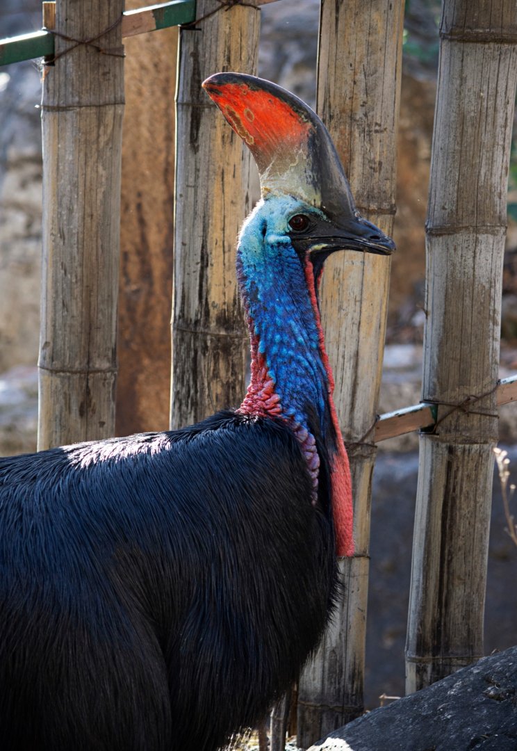 Southern cassowary