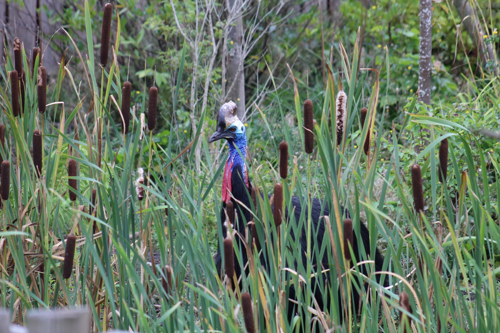 Southern Cassowary