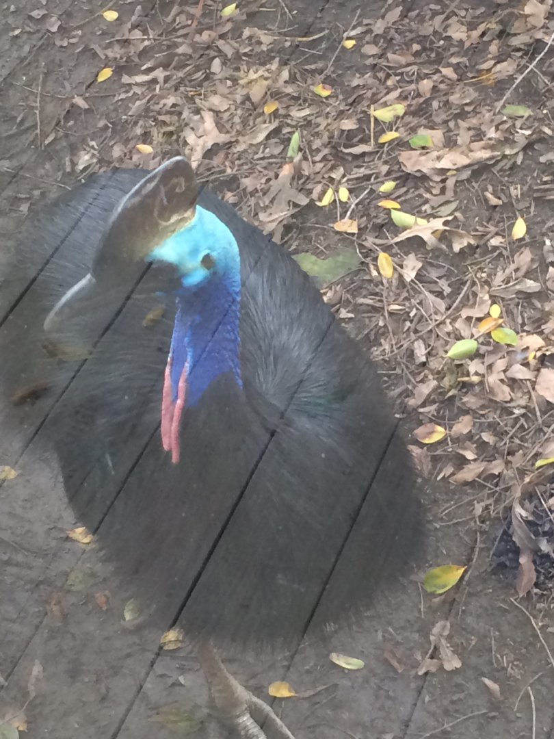Southern Cassowary