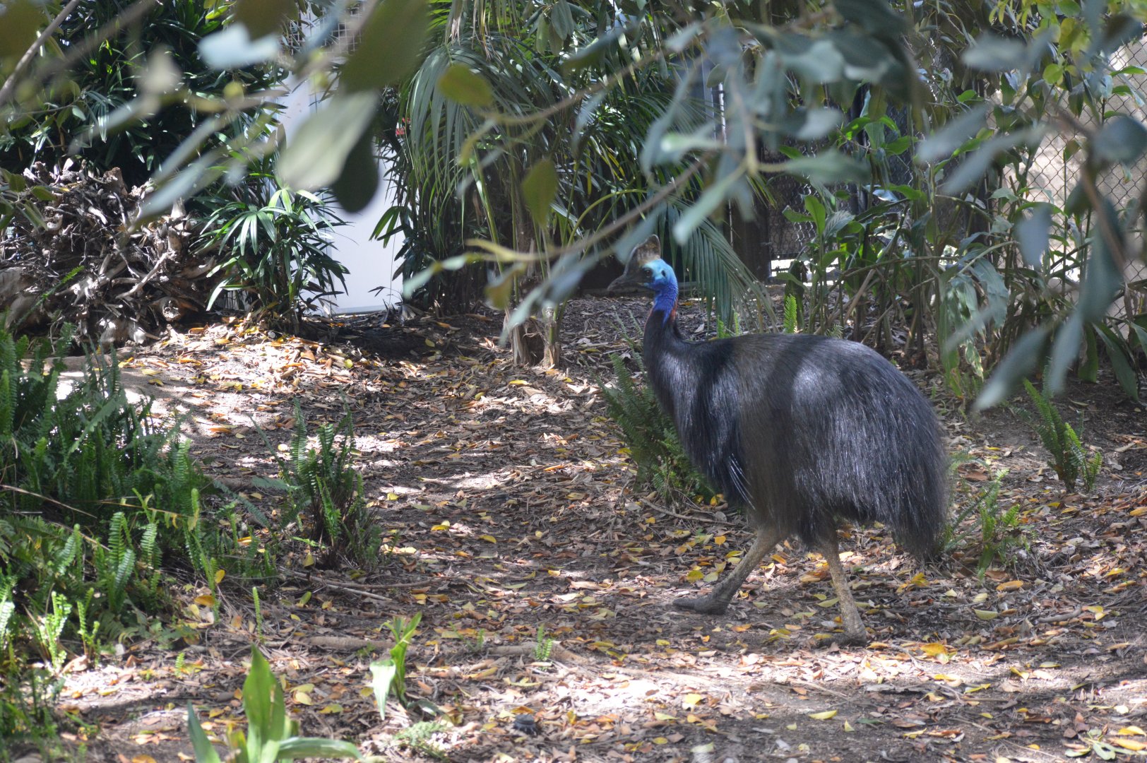 Southern Cassowary