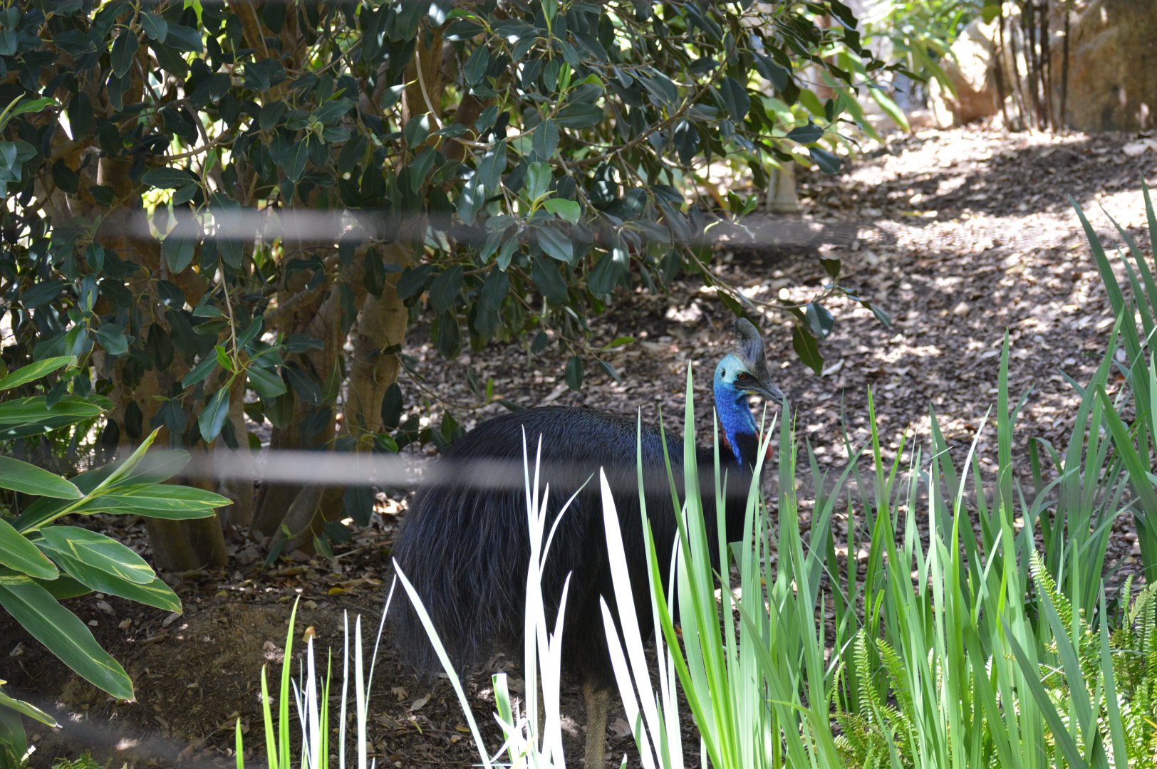 Southern Cassowary