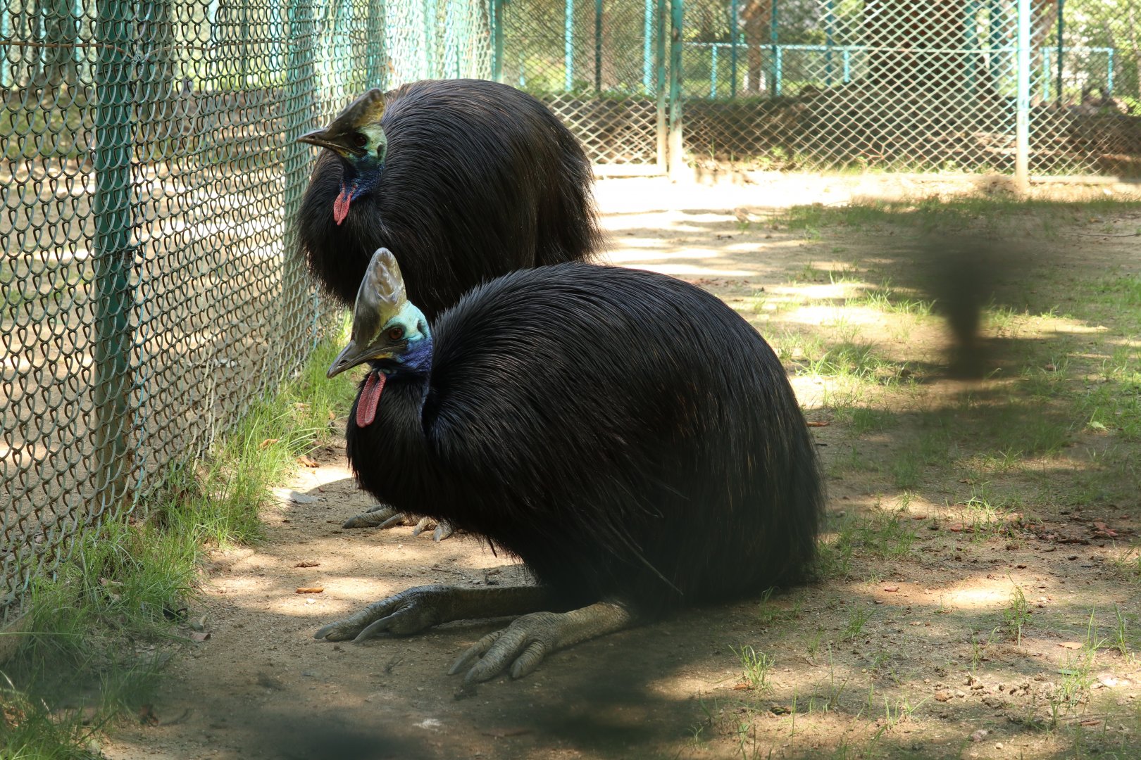 Southern Cassowary