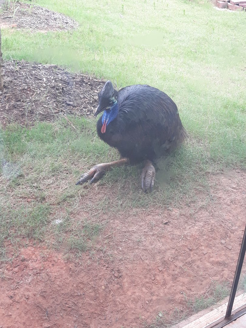 Southern cassowary