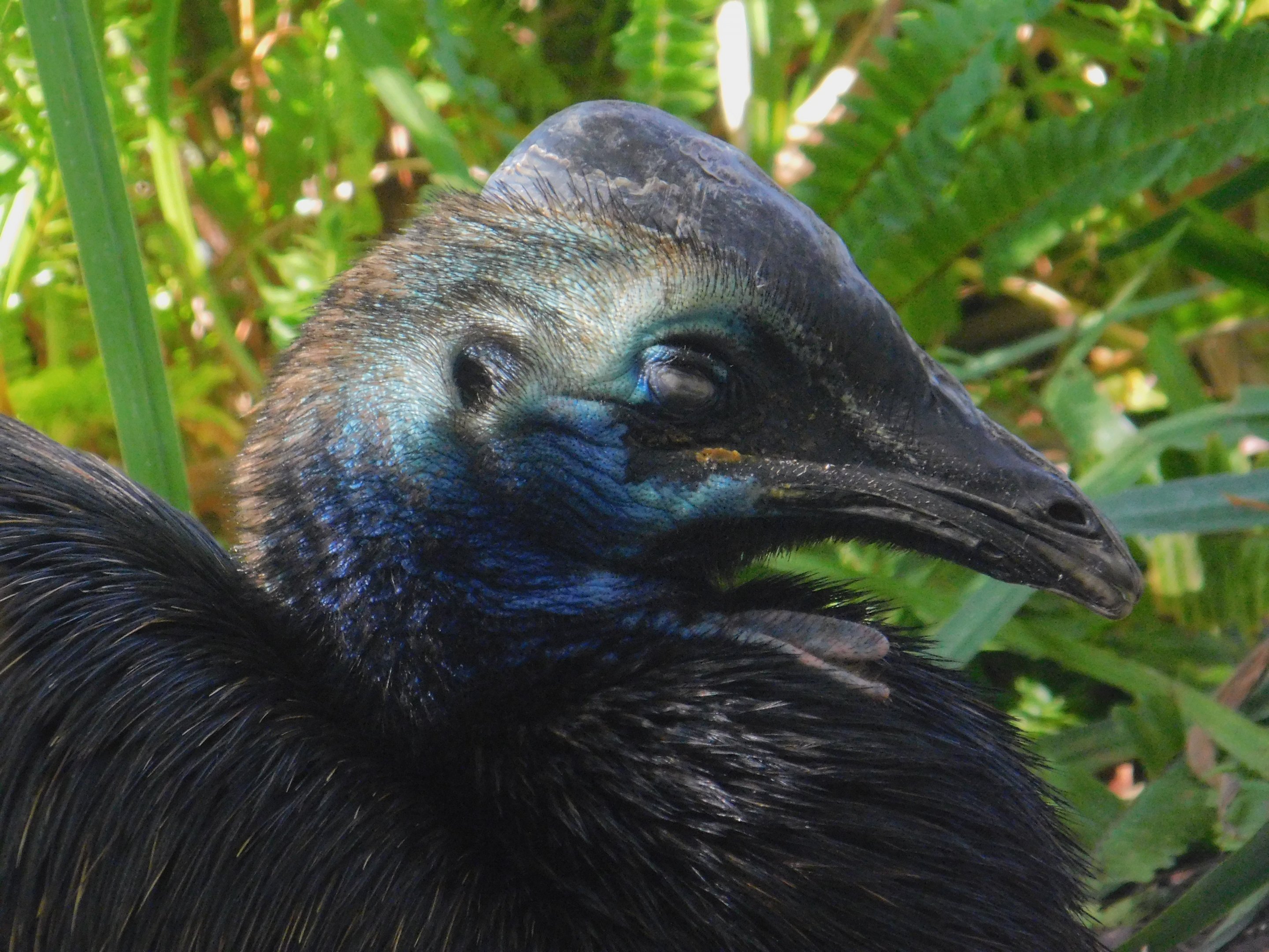 Southern Cassowary
