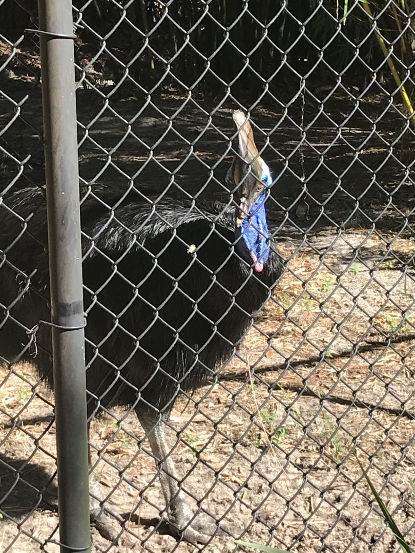 Southern cassowary