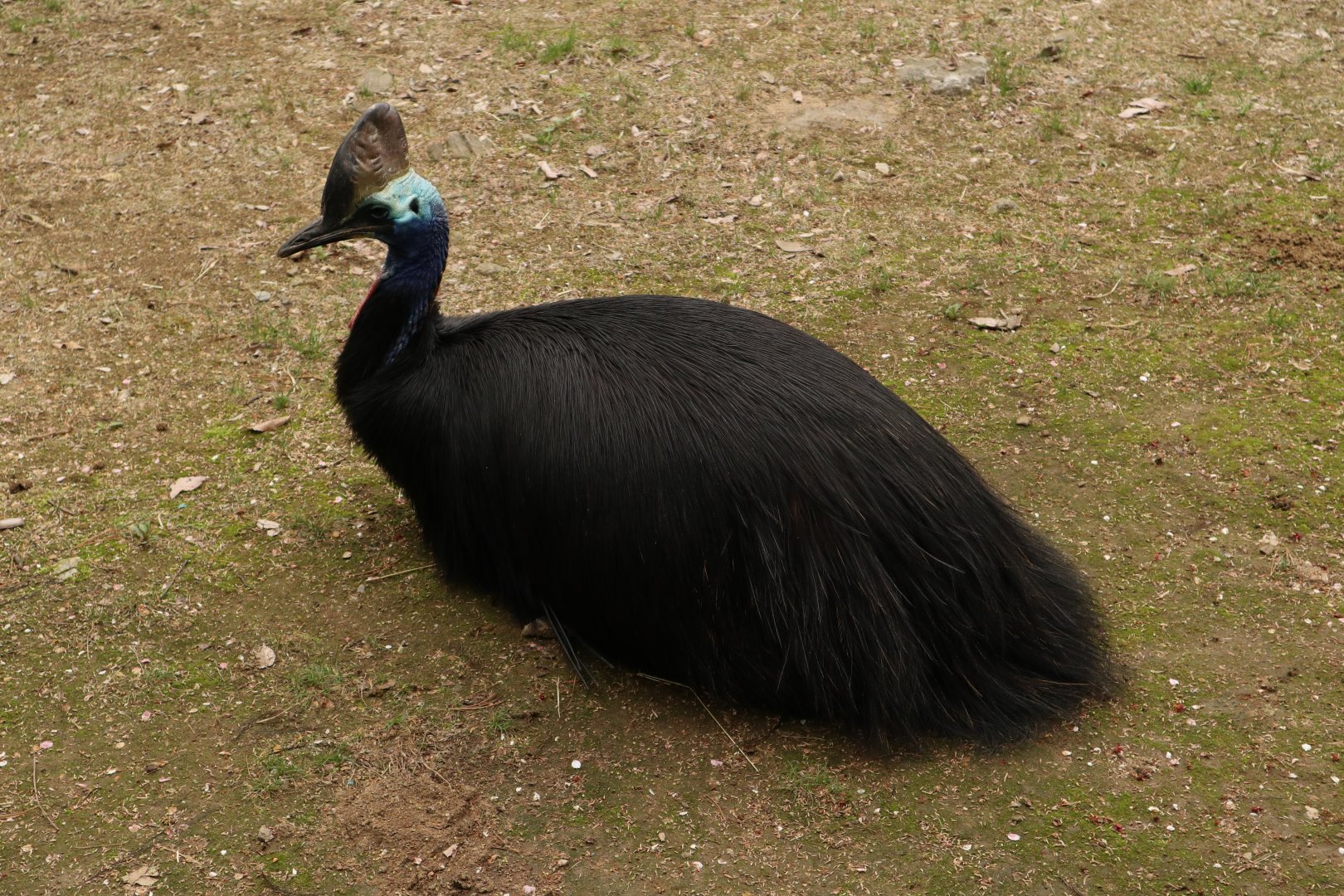 Southern Cassowary