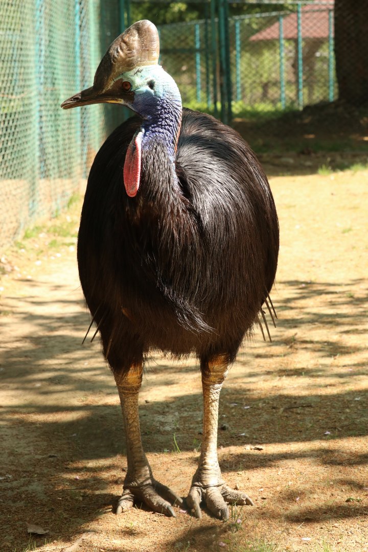 Southern Cassowary