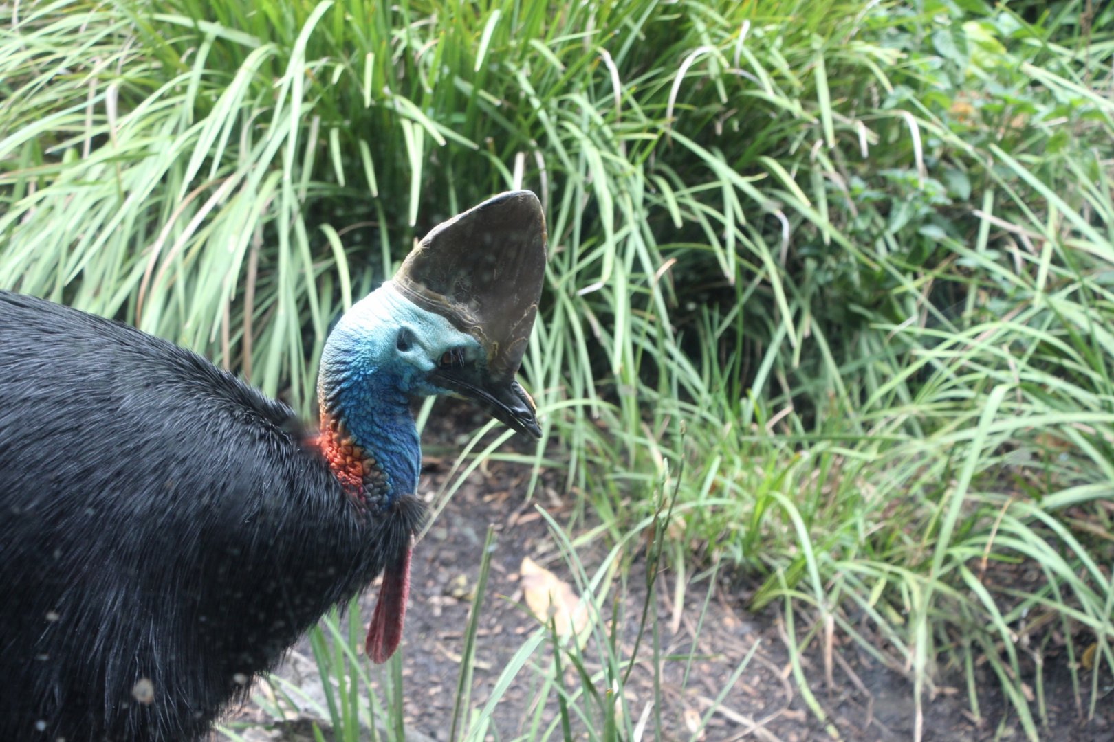 Southern Cassowary