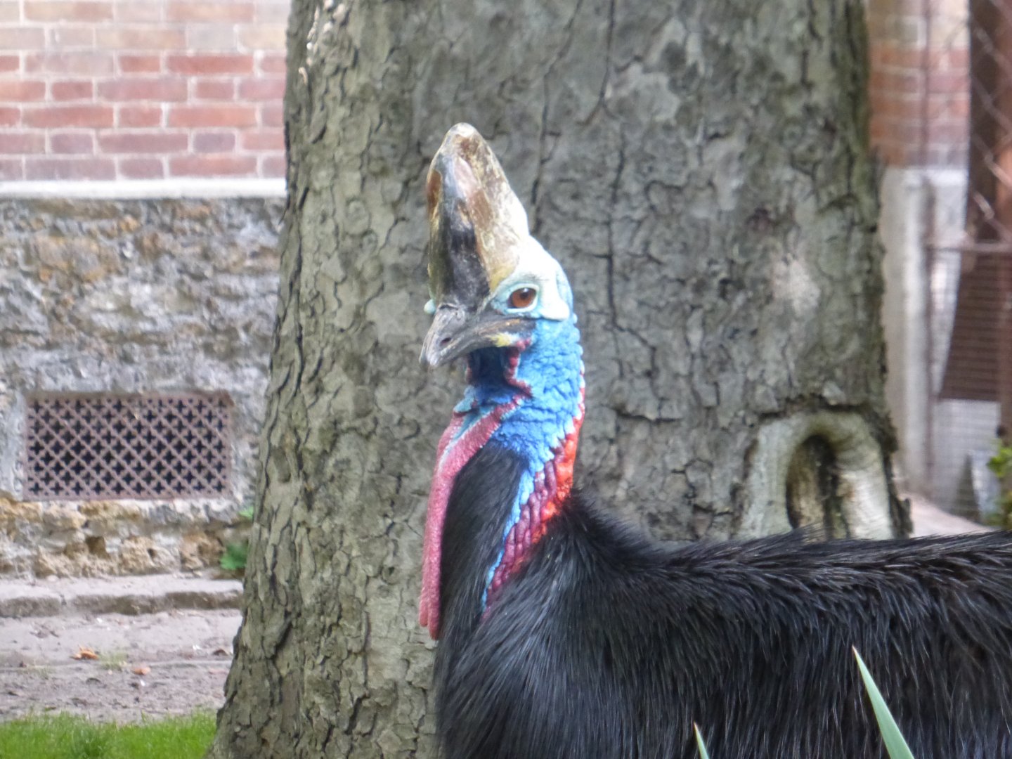 Southern cassowary