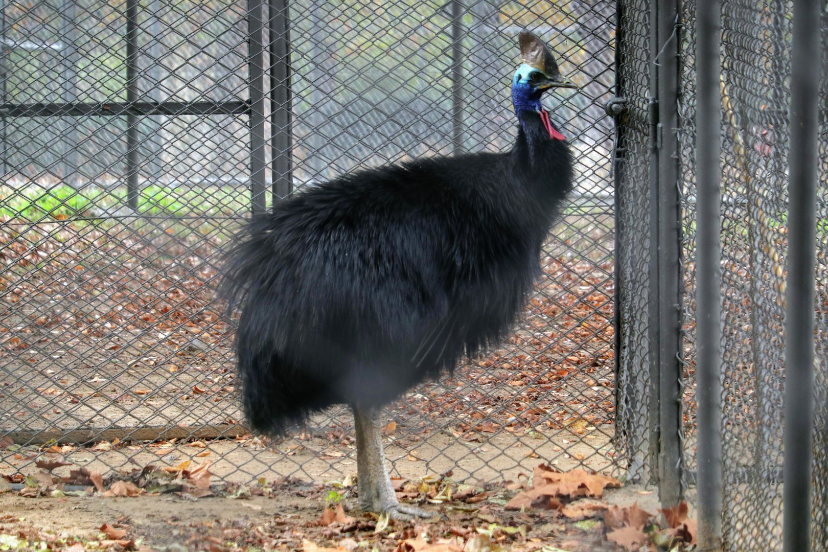 Southern Cassowary