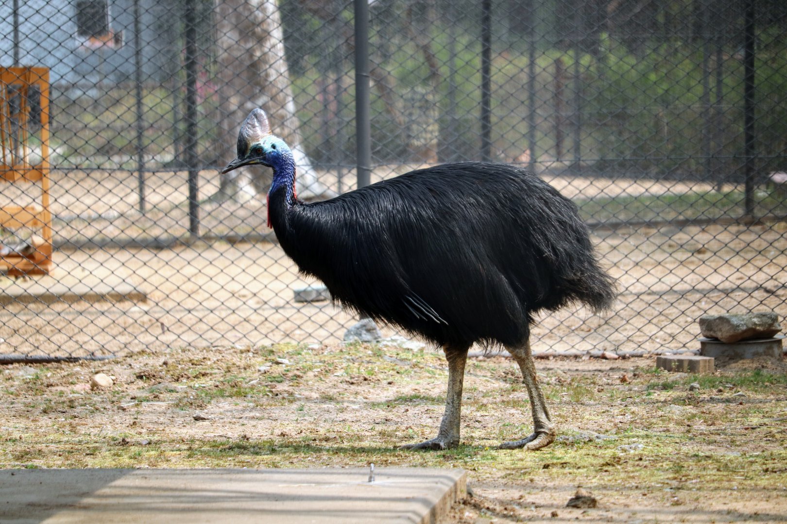 Southern Cassowary