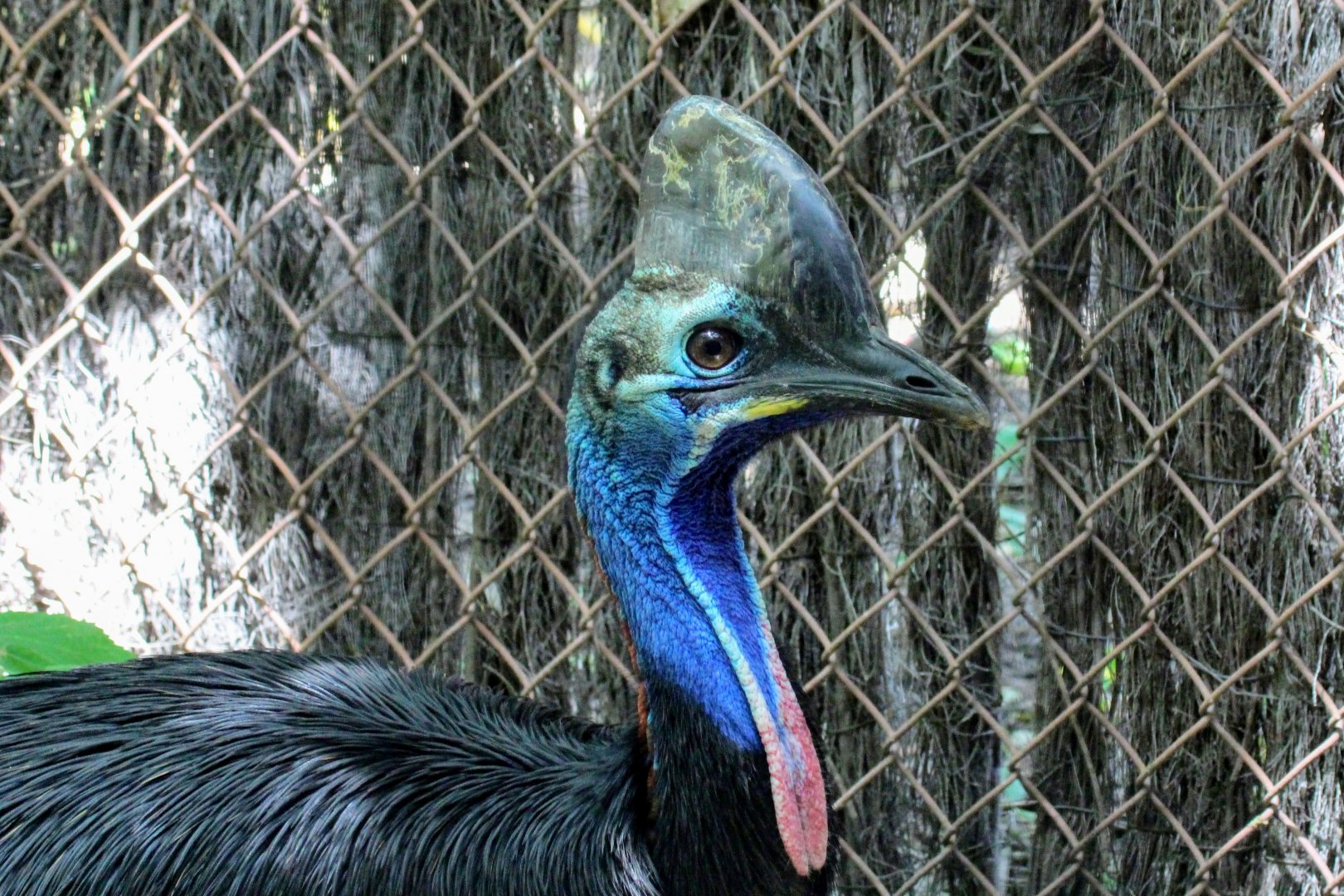 Southern Cassowary