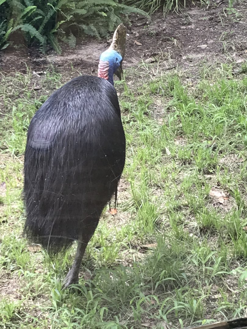 Southern cassowary