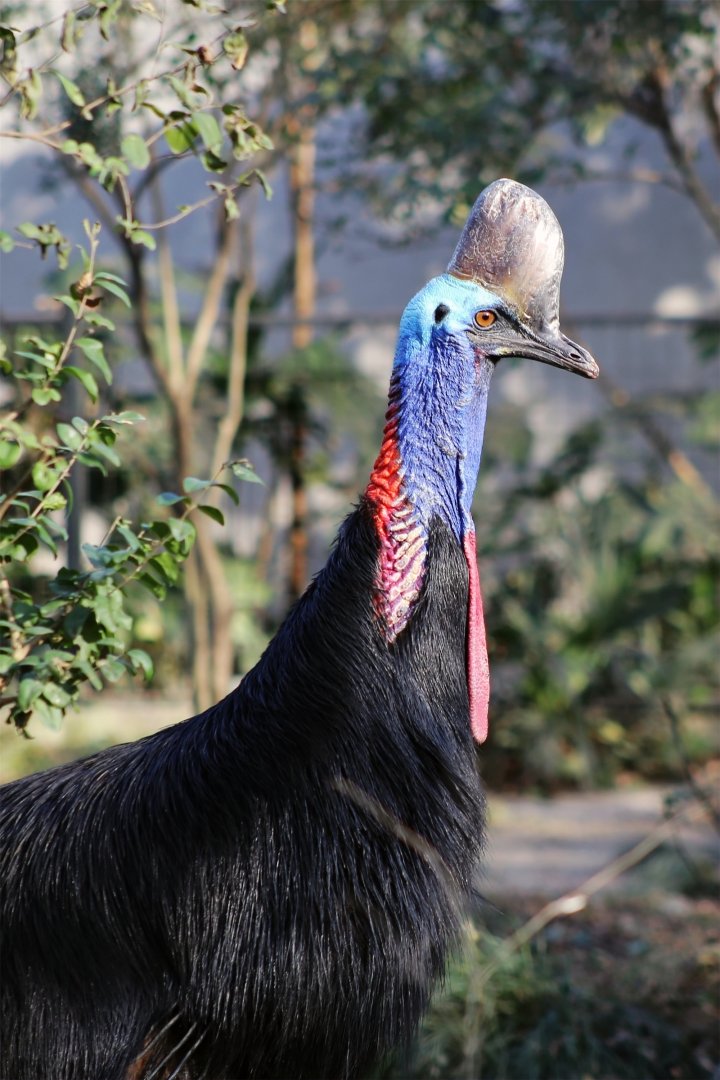 Southern Cassowary