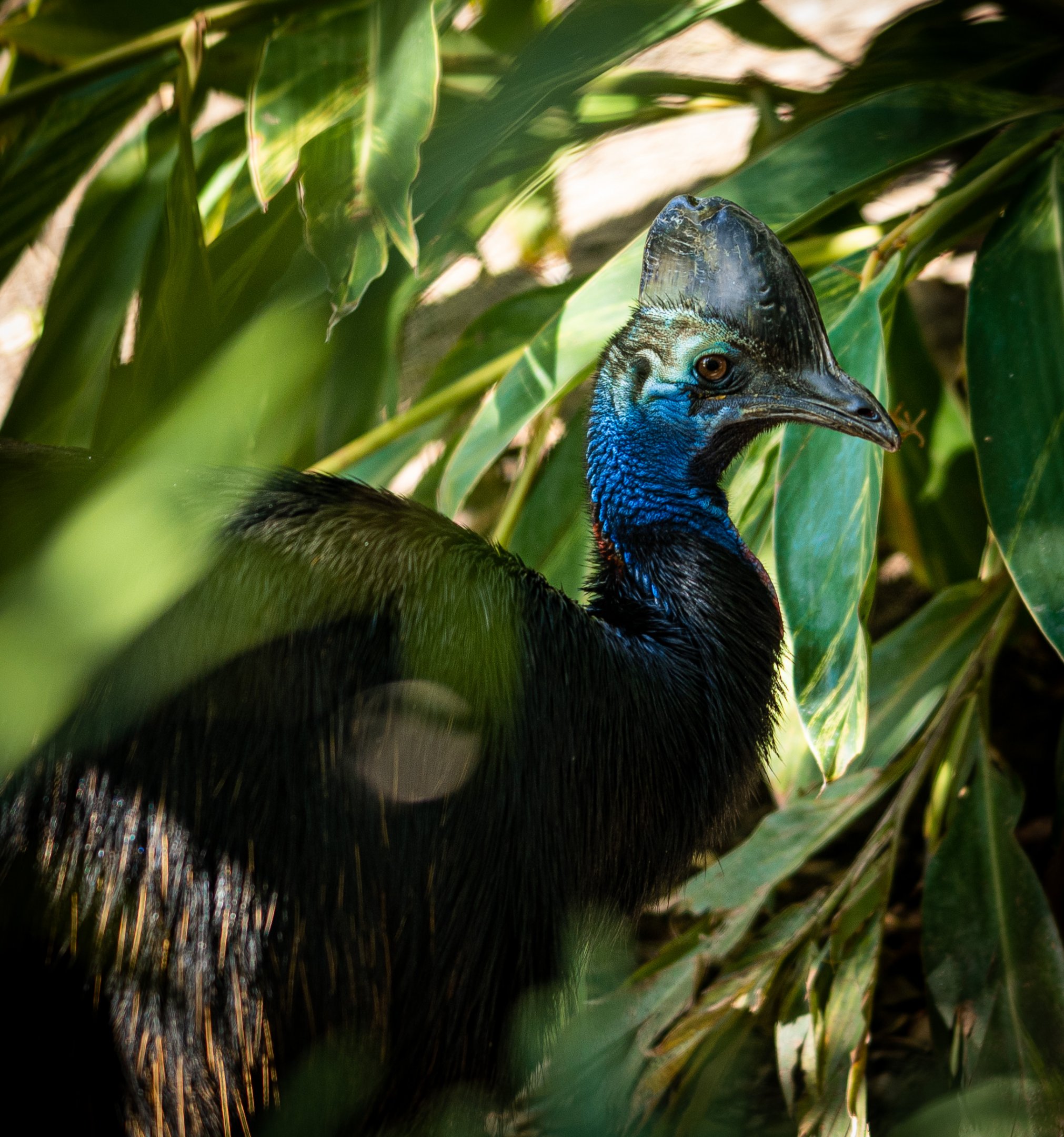 Southern Cassowary