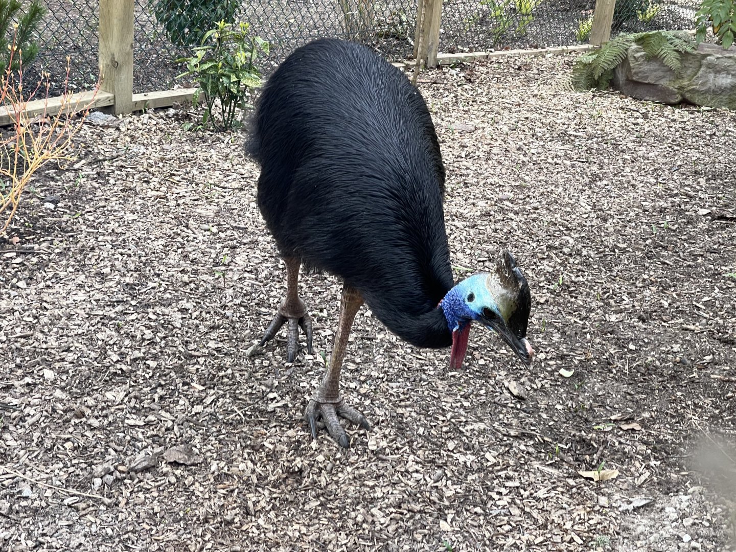 Southern Cassowary