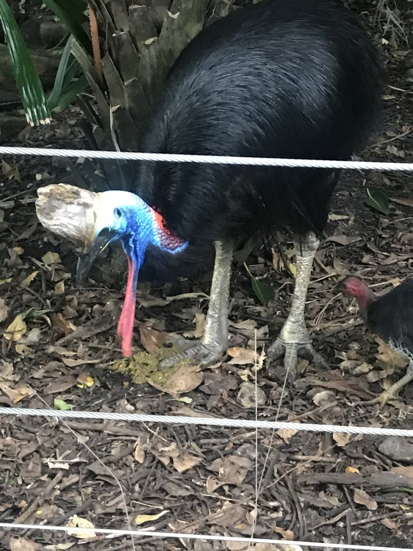 Southern Cassowary