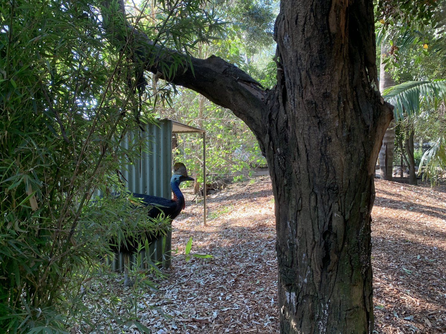 Southern Cassowary