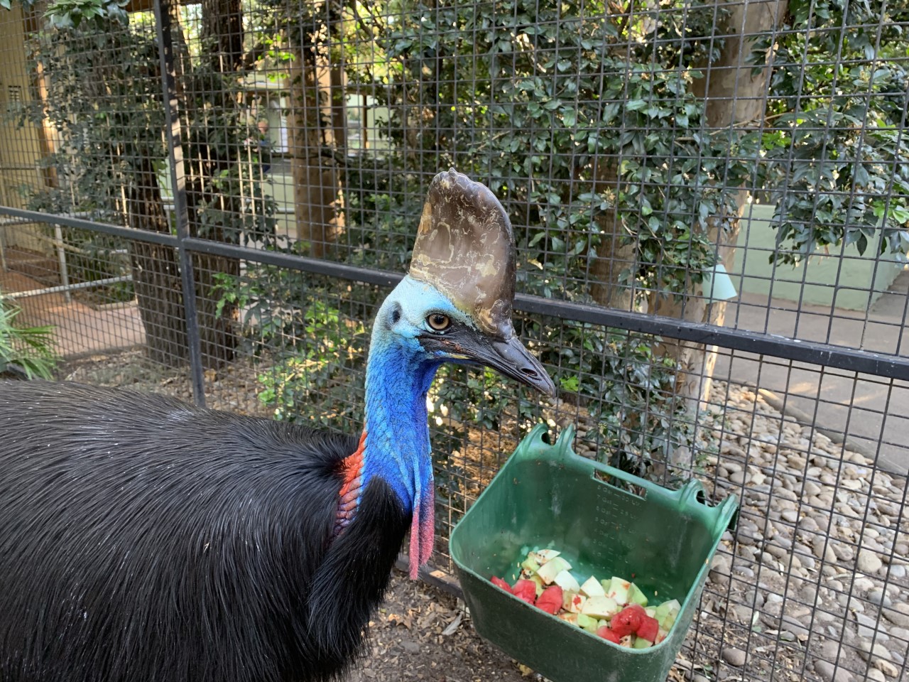 Southern Cassowary