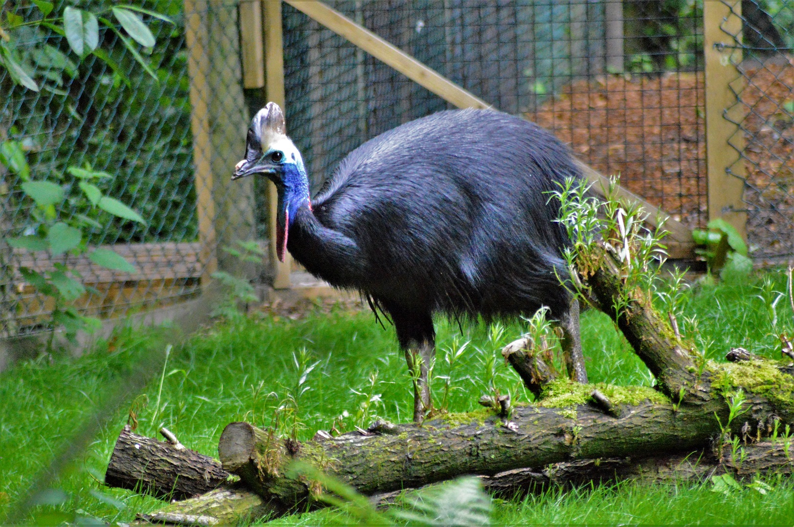 Southern Cassowary