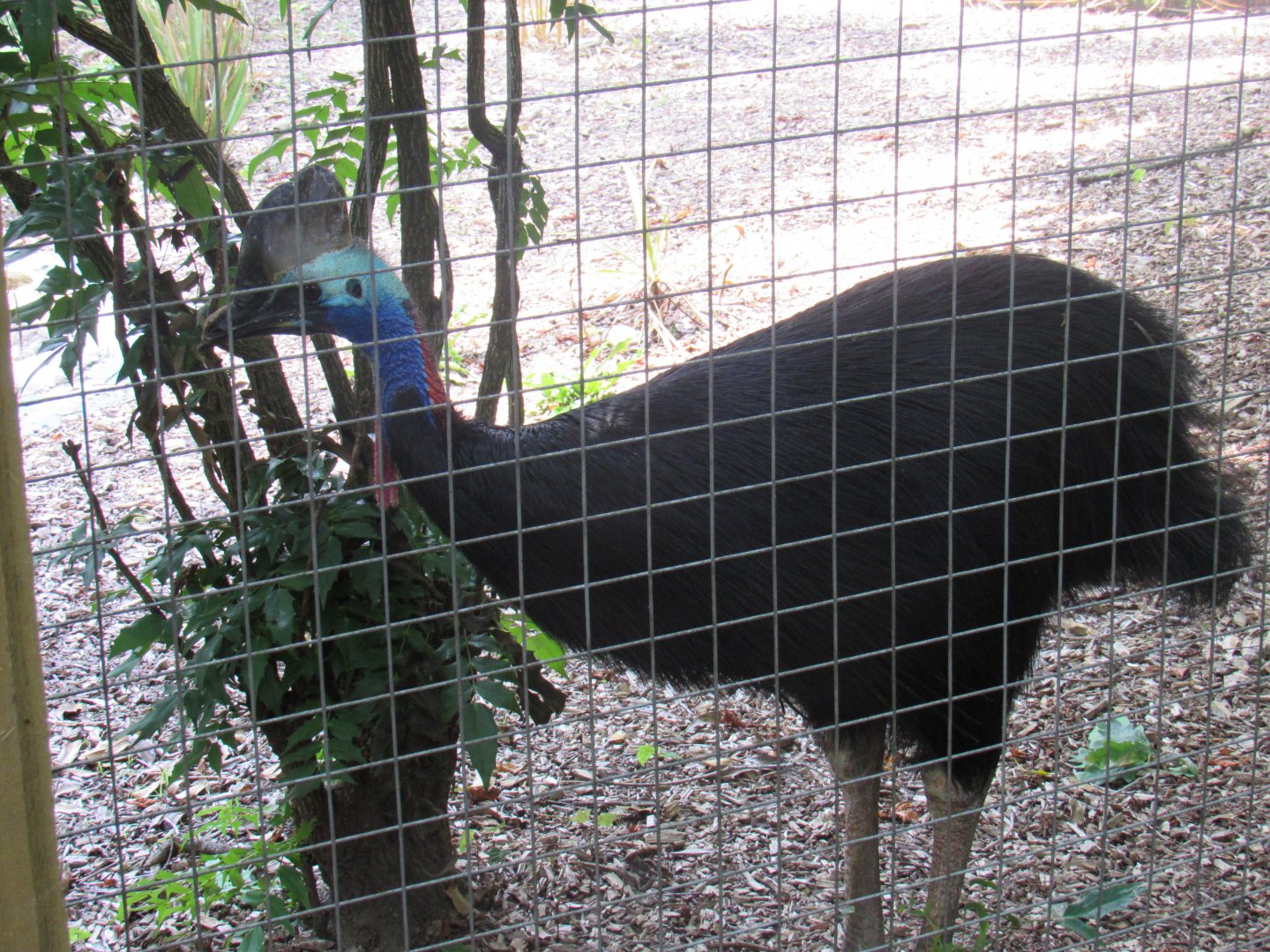 Southern Cassowary
