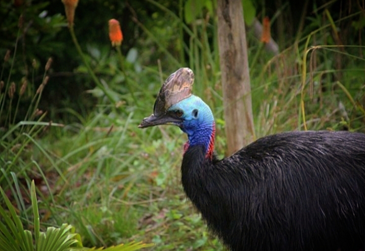 Southern Cassowary