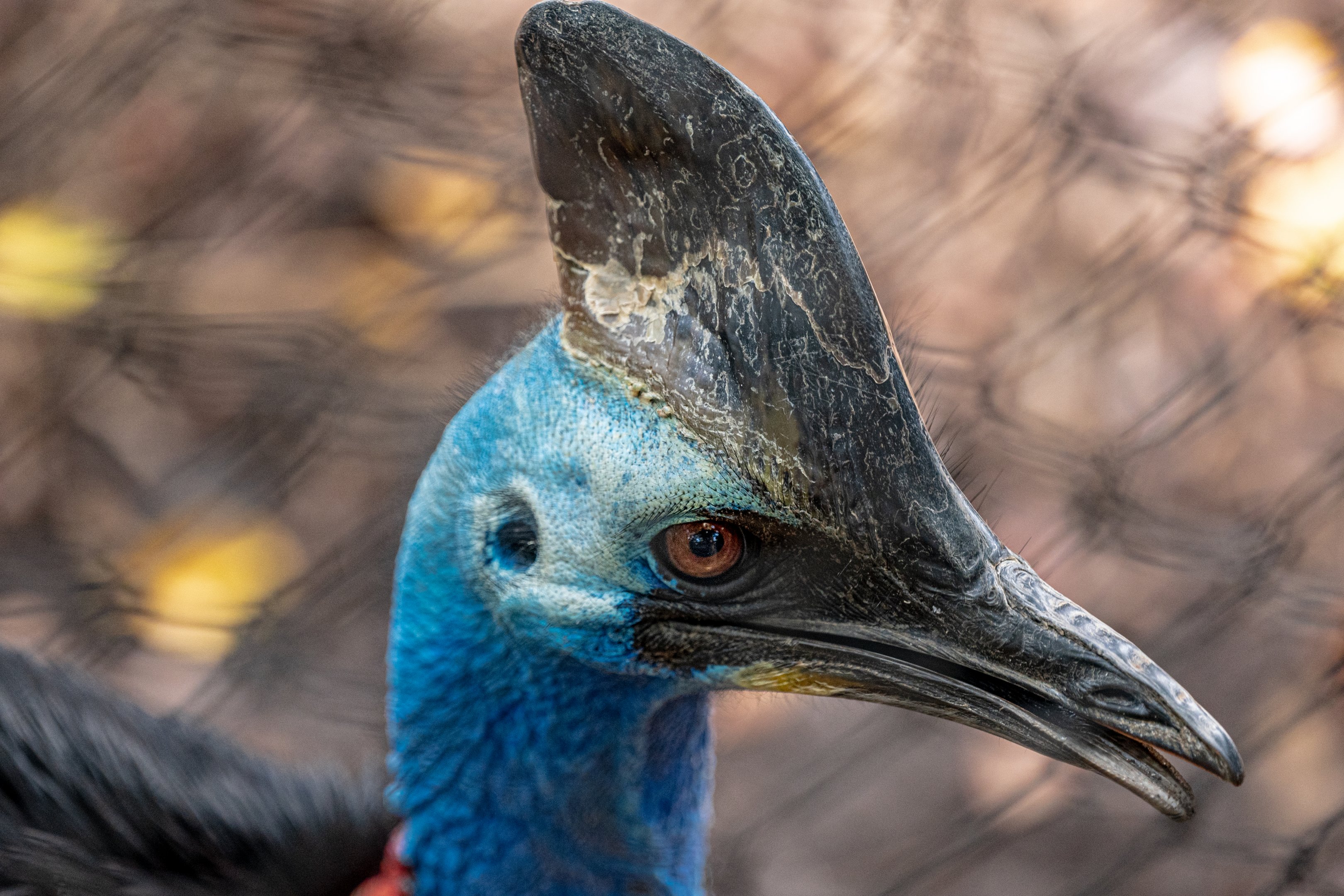 Southern Cassowary