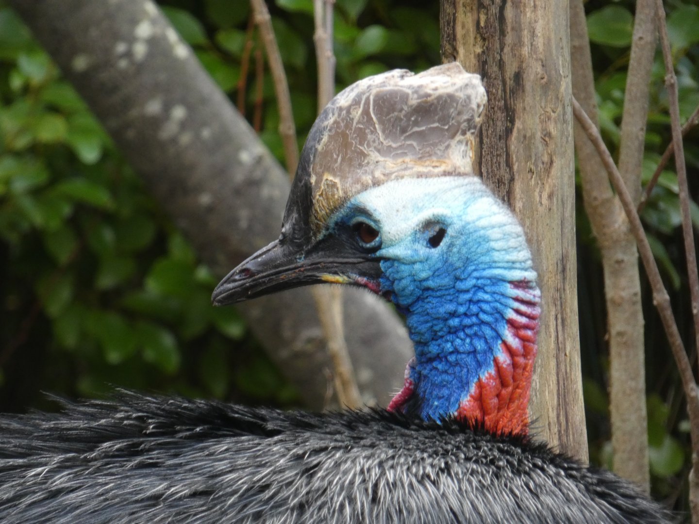 Southern cassowary