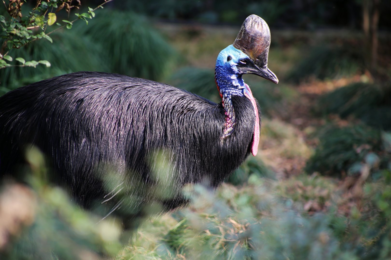 Southern Cassowary