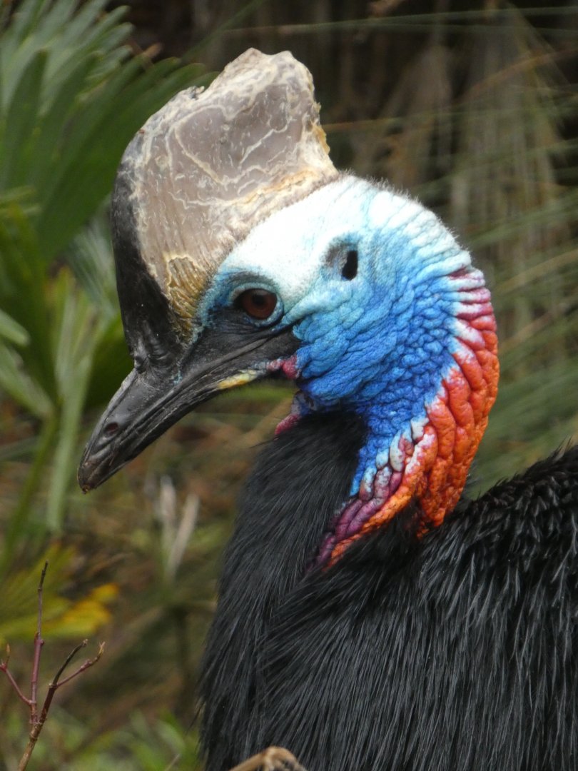 Southern cassowary