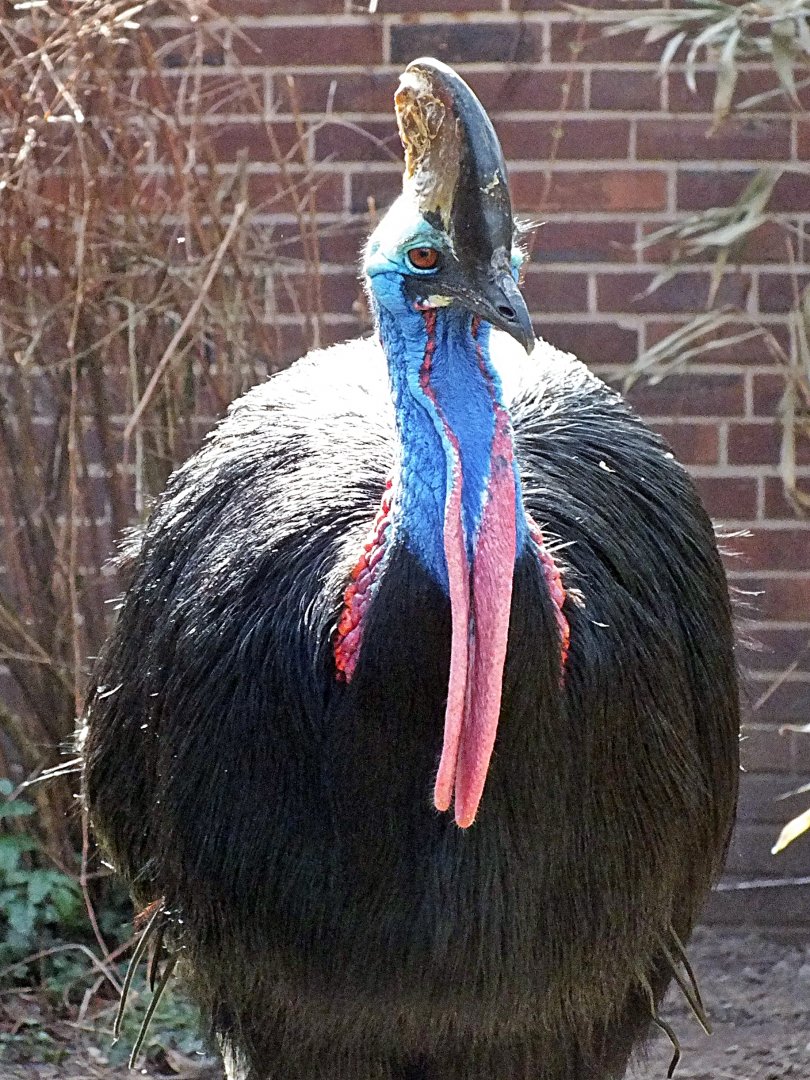 Southern cassowary