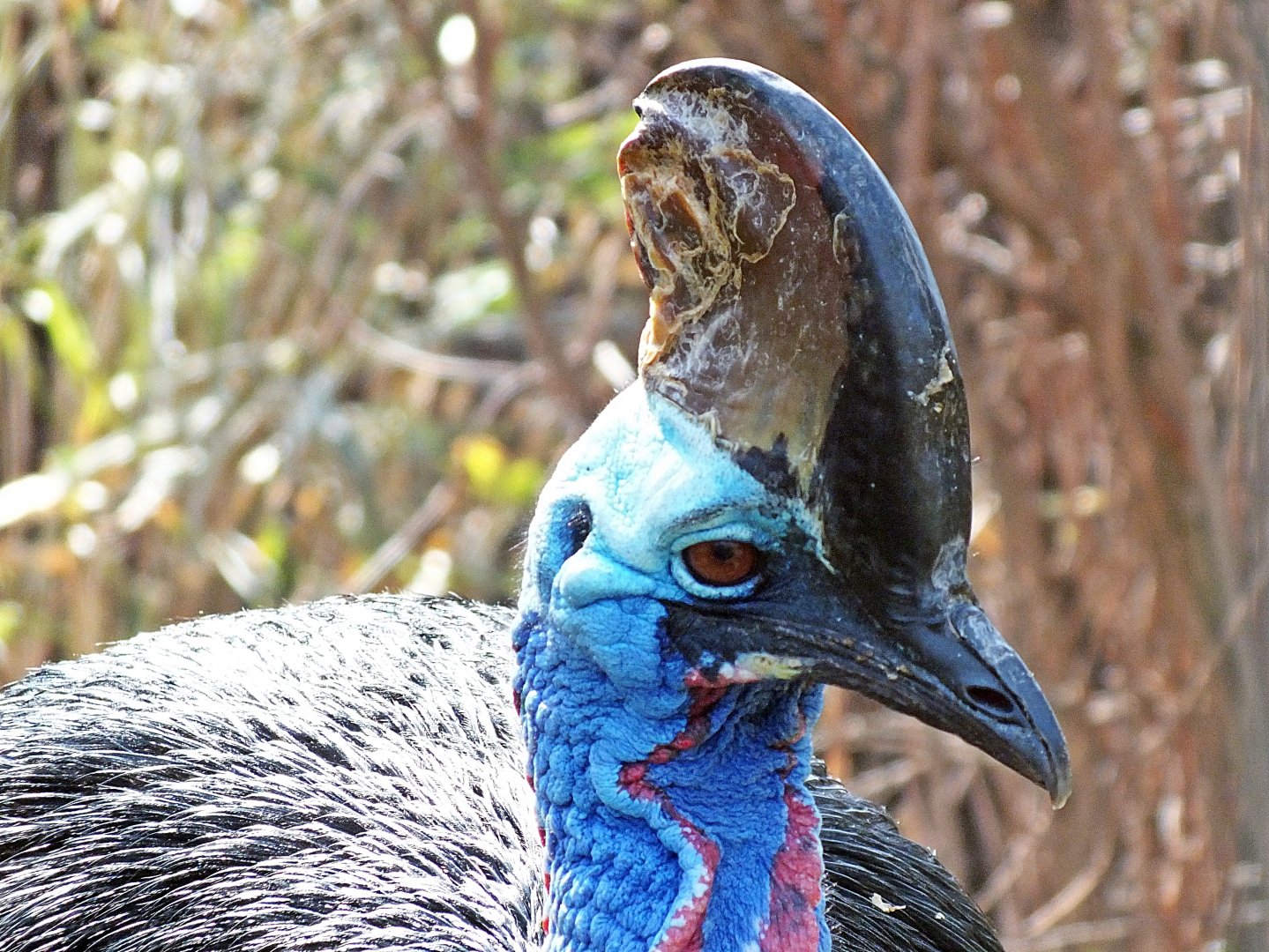 Southern cassowary